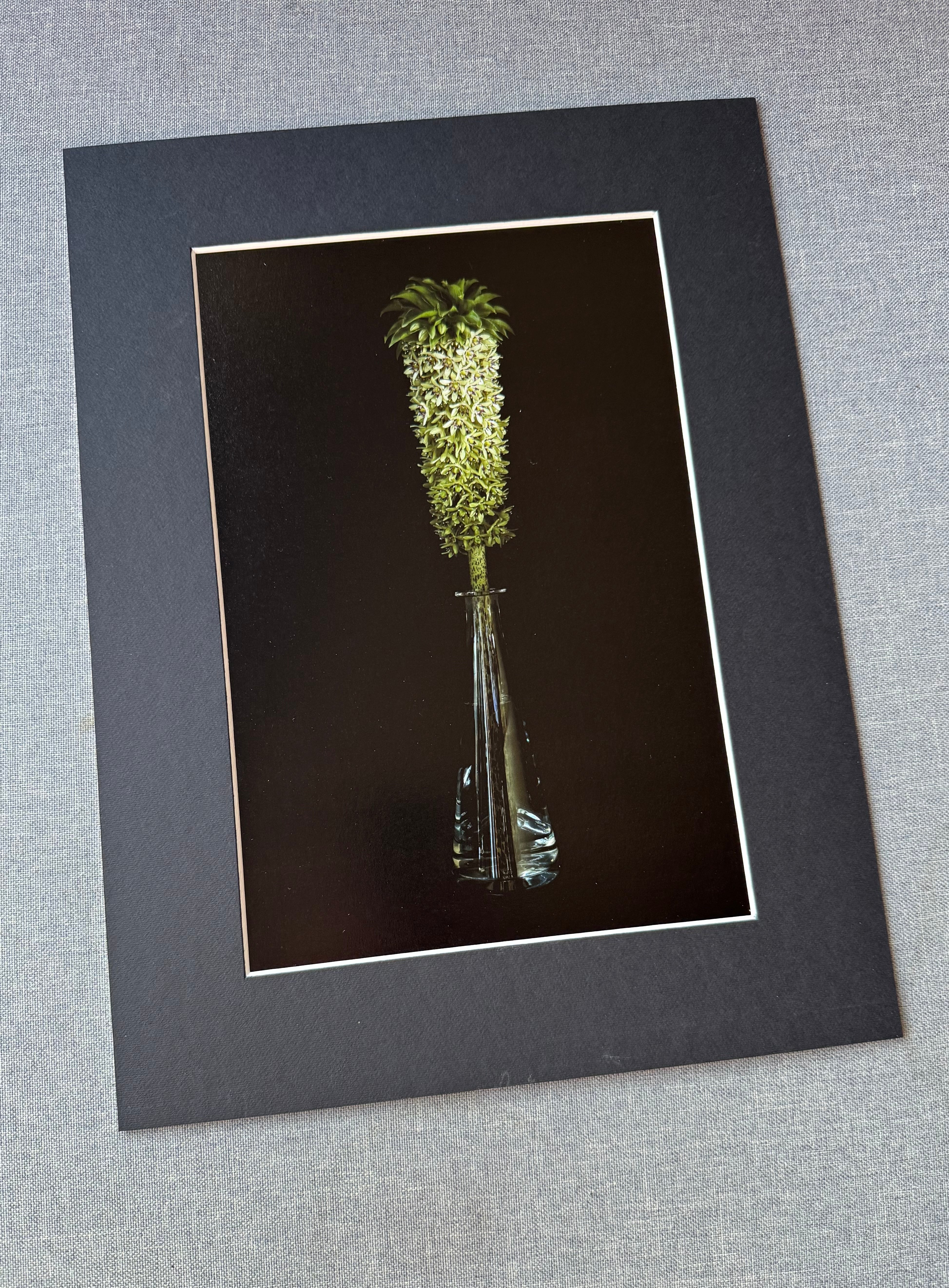 Eucomis bicolor w szklanej karafce.