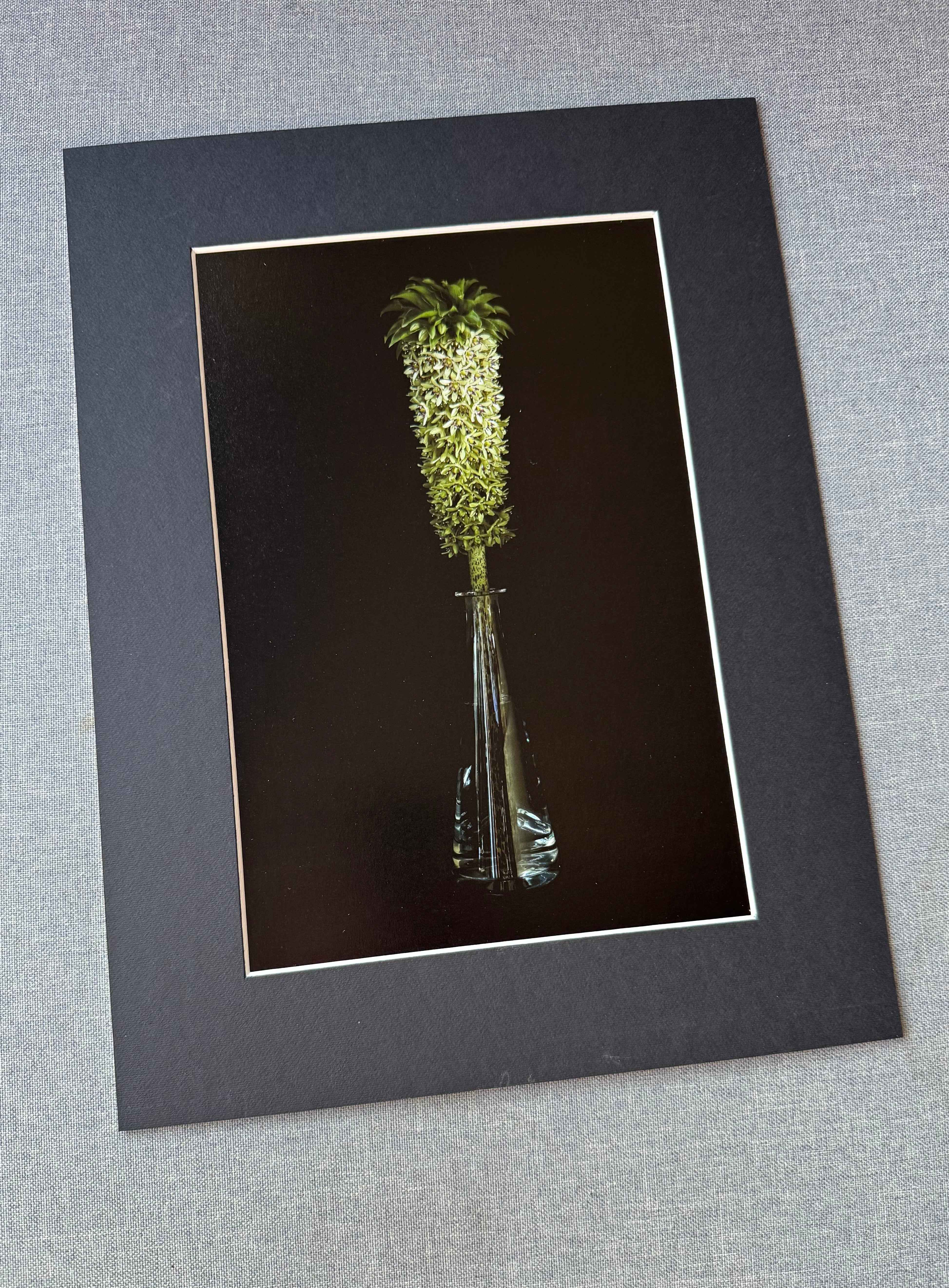 Eucomis bicolor w szklanej karafce.