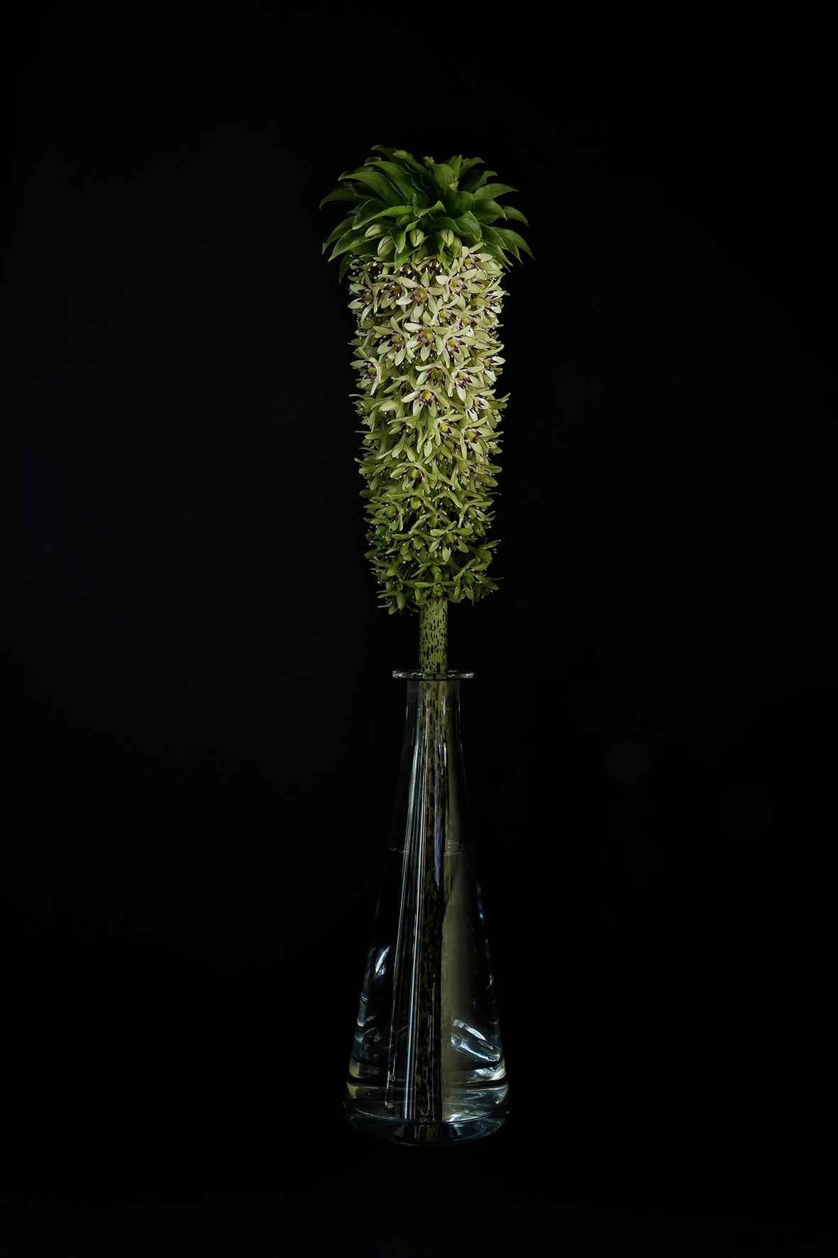 Eucomis bicolor w szklanej karafce.