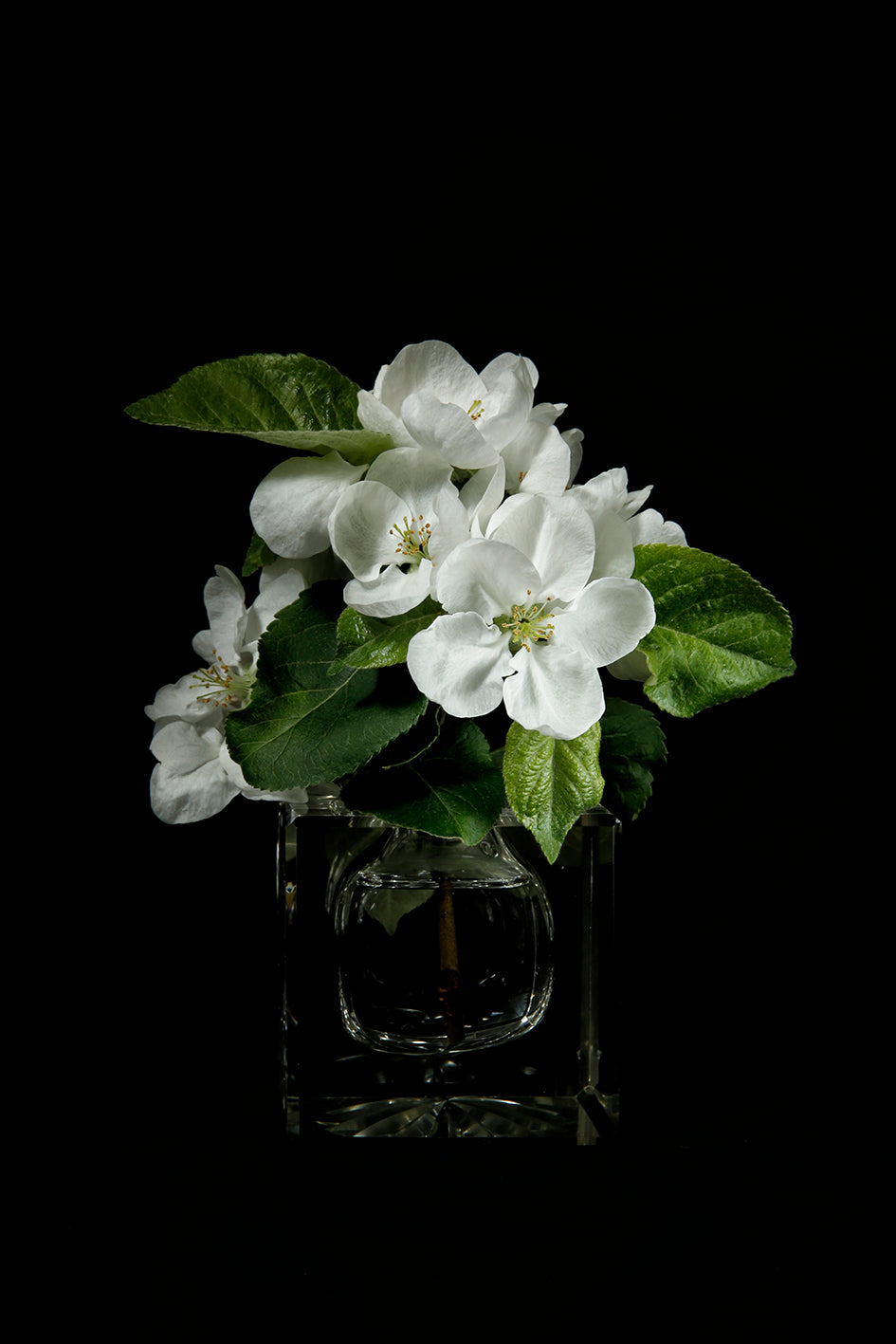 Gałązka kwitnącej jabłoni w kryształowym kałamarzu