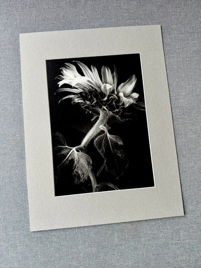 Słonecznik czarno-biały - Alike Pottery Studio