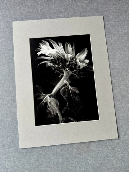 Słonecznik czarno-biały