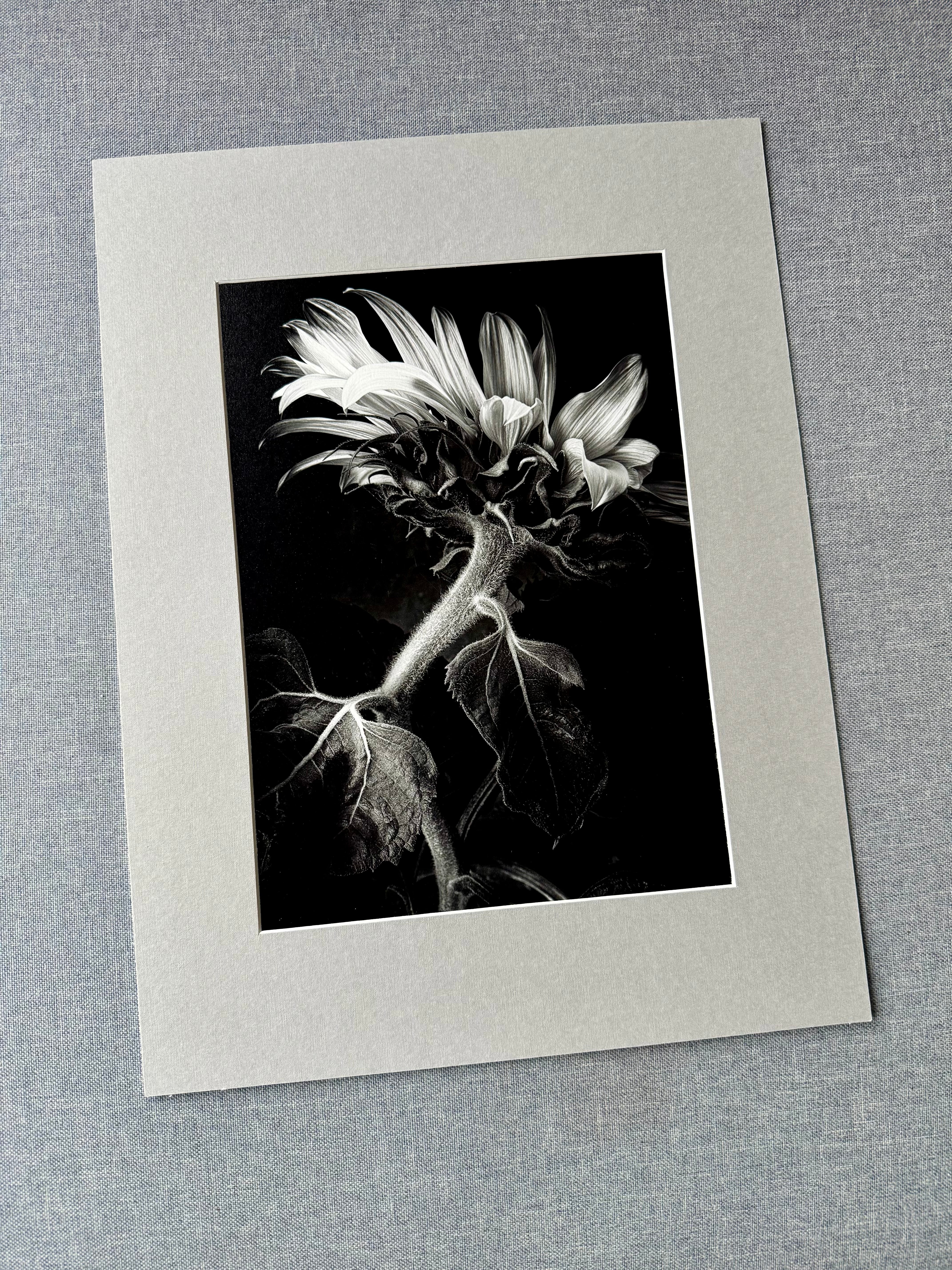 Słonecznik czarno-biały