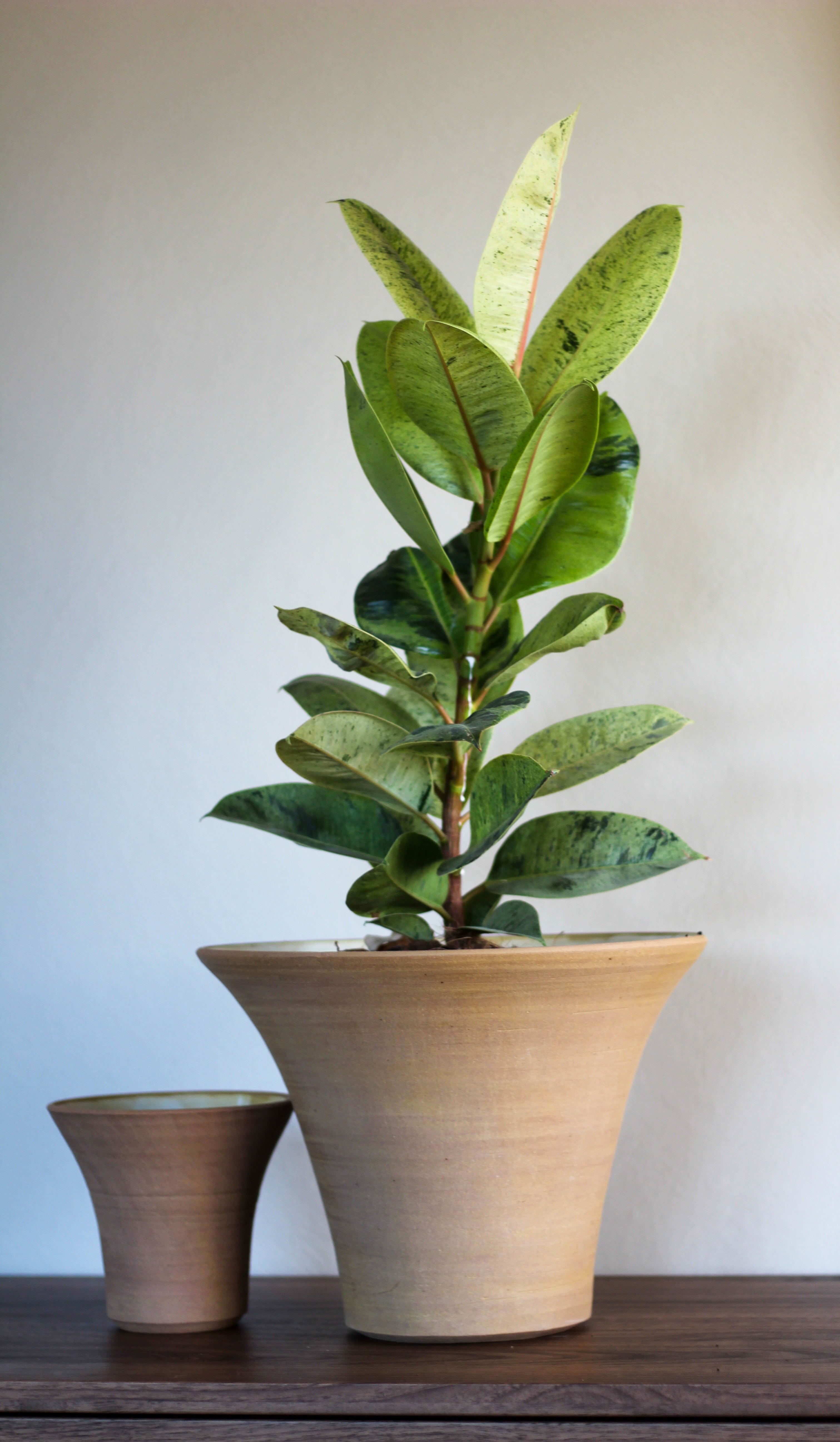 Para donic - Alike Pottery Studio