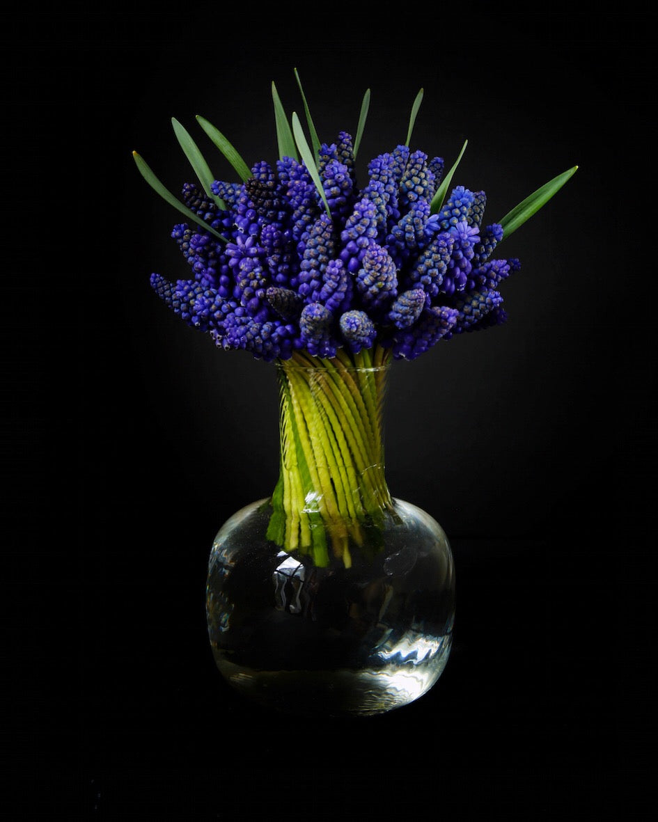 Szafirki w kryształowym wazonie