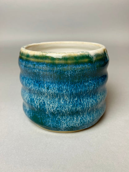 Czarka falowana letnie wakacje nr 2