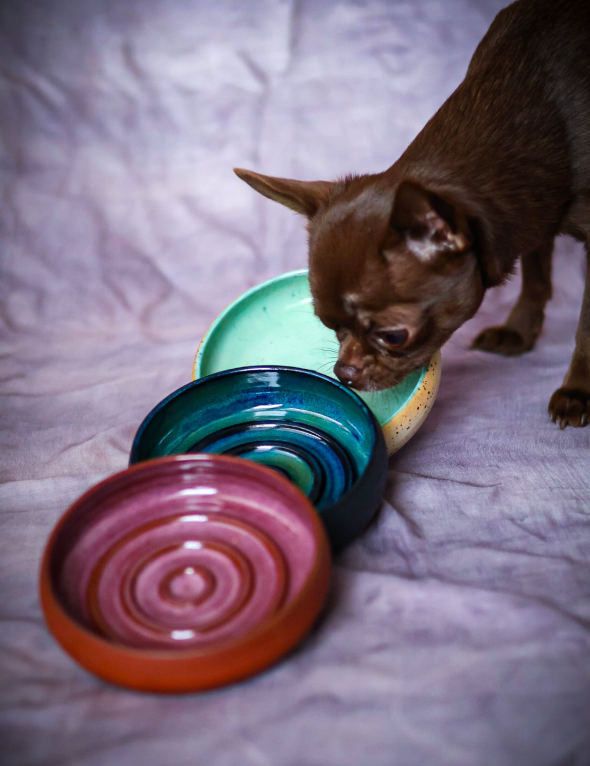 Stwórz miseczkę dla Swojego pupila