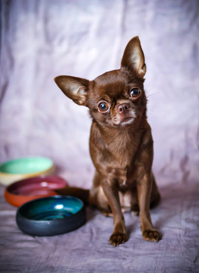 Stwórz miseczkę dla Swojego pupila - Alike Pottery Studio