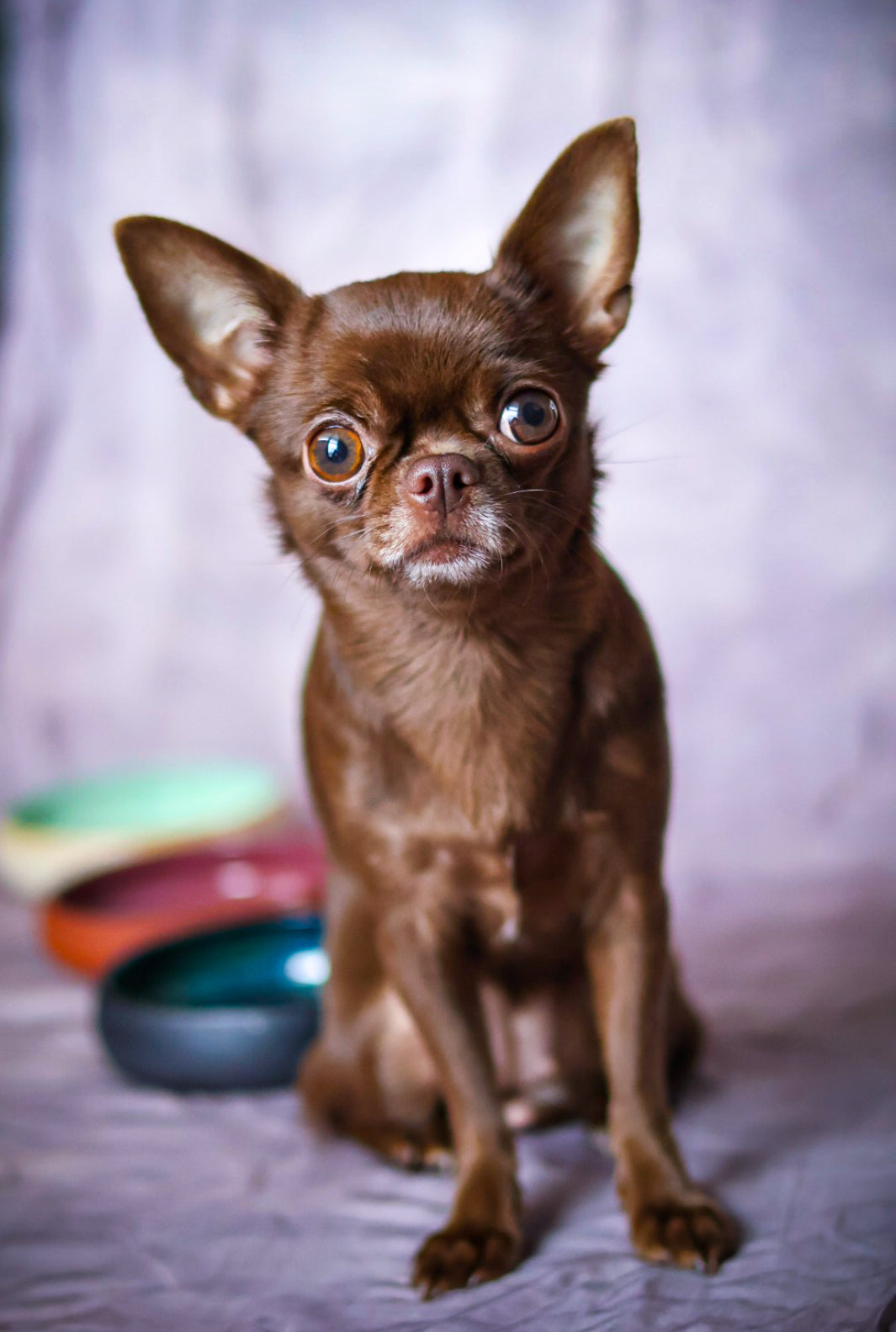 Stwórz miseczkę dla Swojego pupila