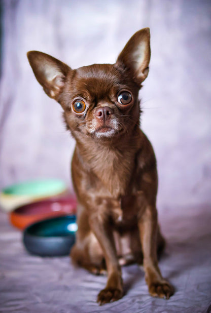 Stwórz miseczkę dla Swojego pupila