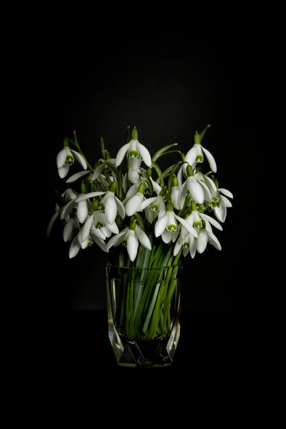 Przebiśniegi w kryształowym wazoniku