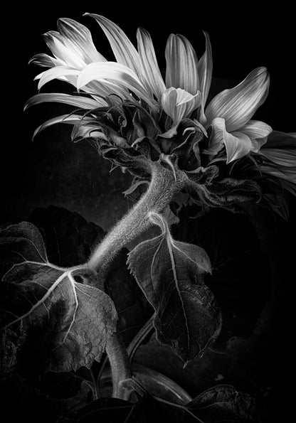 Słonecznik czarno-biały