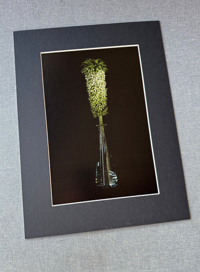 Eucomis bicolor w szklanej karafce. - Alike Pottery Studio