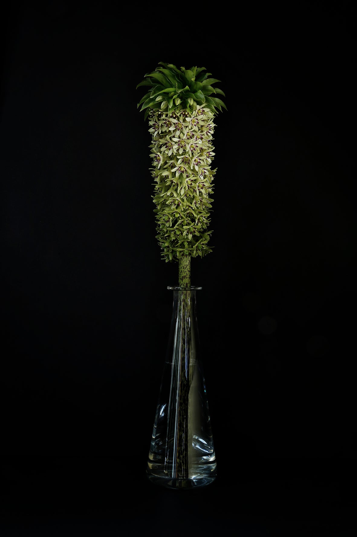 Eucomis bicolor w szklanej karafce.