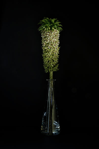 Eucomis bicolor w szklanej karafce. - Alike Pottery Studio