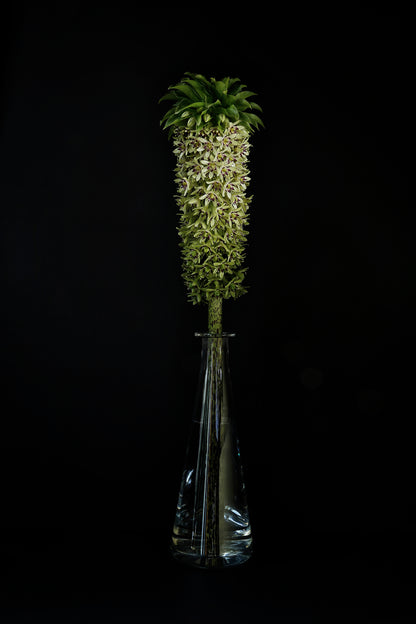 Eucomis bicolor w szklanej karafce.