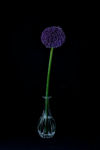 Kwiat czosnku ozdobnego w kryształowym wazonie