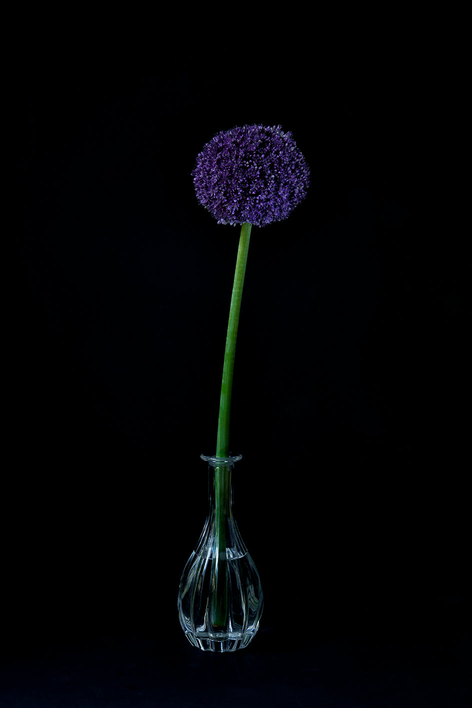 Kwiat czosnku ozdobnego w kryształowym wazonie